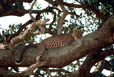 ไฟล์:Leopard_on_the_tree.jpg