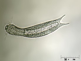 Lepidodermella squamata (Chaetonotida) Lepidodermella squamatum.jpg