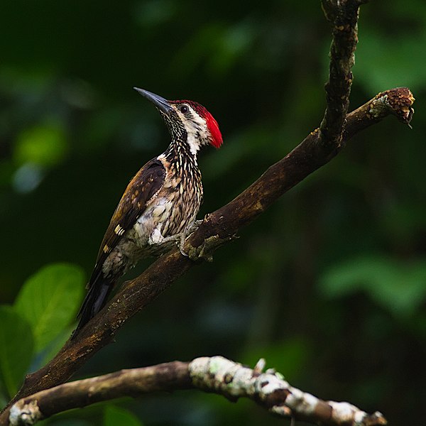 File:Lesser Goldenback.jpg