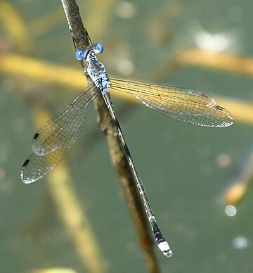 Lestes tridens