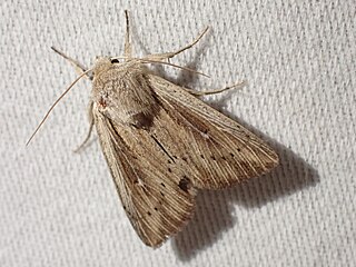 <i>Leucania insueta</i> Species of moth