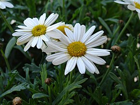 Beskrivelse av bildet Leucanthemummaximum.jpg.