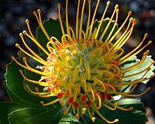 Leucospermum praecox (5210811839).jpg