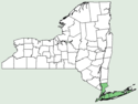 Limonium carolinianum NY-dist-map.png