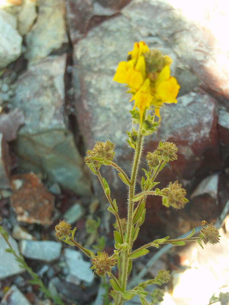 Linaria saxatilis