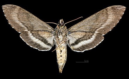 Lintneria lugens - MHNT Cut 2010 0 472 - Mexico Mexique - Female ventral.jpg