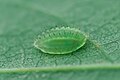 Lithacodes fasciola larva.jpg