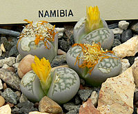 Lithops herrei 2.jpg