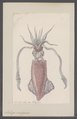 Loligo vulgaris - - Print - Iconographia Zoologica - Special Collections University of Amsterdam - UBAINV0274 090 05 0013.tif