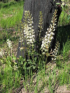 Lomatia ilicifolia after fire in Bunyip State Park in Victoria Lomatia ilicifolia.jpg