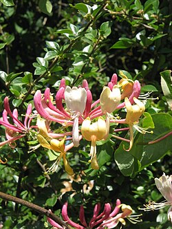 Lonicera caprifolium001.jpg