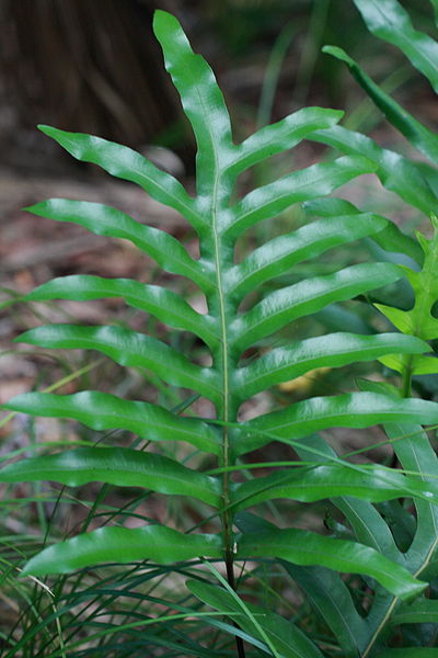 File:LordHoweIsland MtGower 078.JPG