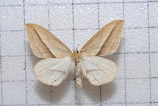 <i>Loxaspilates</i> Genus of moths