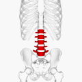 Animasjon av bukvirvlane (vist i raudt). Beina rundt er vist som halv-gjennomsiktige.