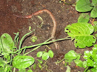 Die Regenwürmer (Lumbricidae)