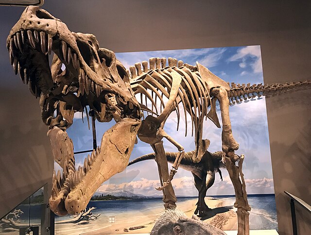 Photo of a mounted skeleton with its mouth open towards the viewer