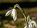 * Nomination Snowdrops at the Hörster Cemetery in Münster, North Rhine-Westphalia, Germany --XRay 04:24, 16 March 2022 (UTC) * Promotion  Support Good quality -- Johann Jaritz 04:41, 16 March 2022 (UTC)