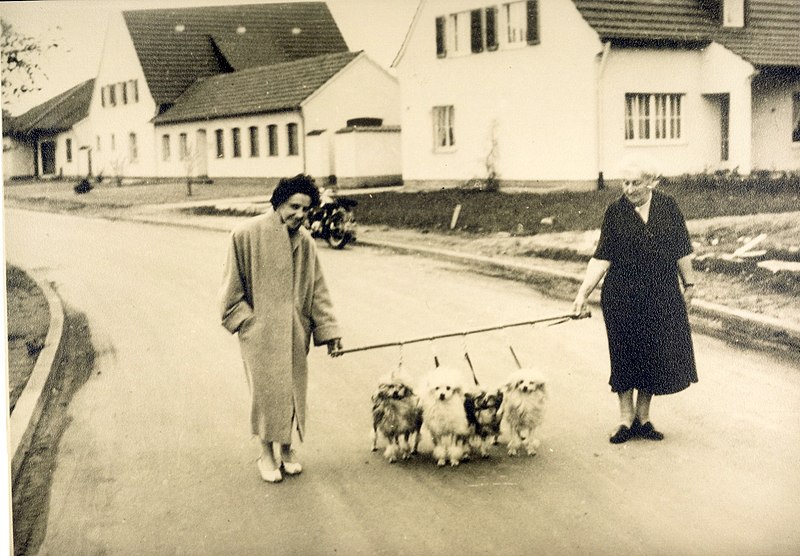 File:Madame Bennert walking her Lowchens.jpg