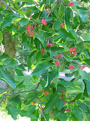 Magnolia acuminata fruit.jpg
