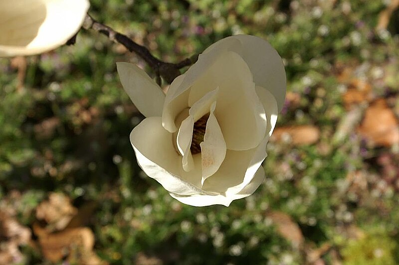 File:Magnolia denudata 5zz.jpg