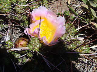 <i>Maihuenia patagonica</i> Species of cactus