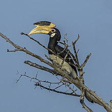 Malabar pied hornbill (Anthracoceros coronatus) female.jpg