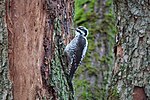 Thumbnail for File:Male three-toed woodpecker (49388105286).jpg