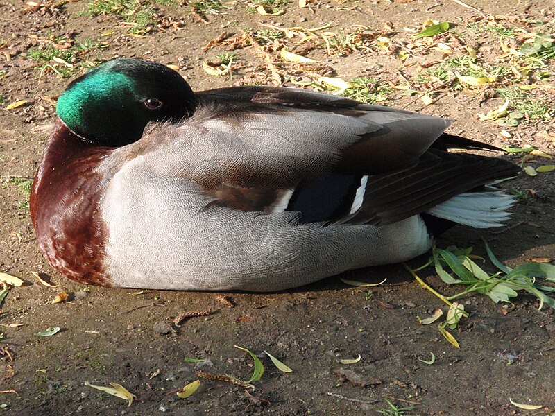 File:Mallard male 1.jpg