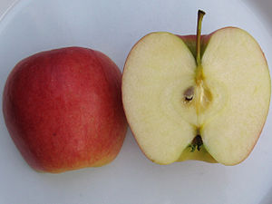 Malus 'Ambrosia'.jpg