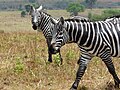 Miniatura para Equus quagga borensis