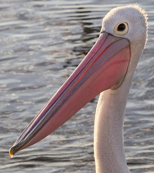 File:Margate Beach Pelican at dawn-3 (7673931318).jpg