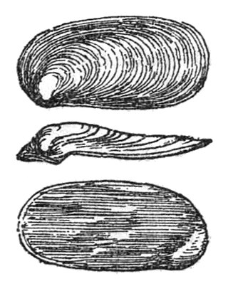 <i>Mariaella</i> Genus of gastropods