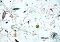 Marine microplankton.jpg
