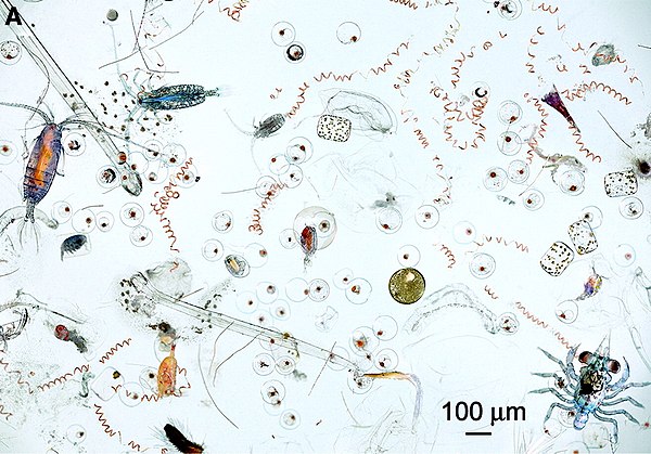 Marine microplankton and mesoplankton Part of the contents of one dip of a hand net. The image contains diverse planktonic organisms, ranging from pho