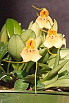 Masdevallia pteroglossa.jpg