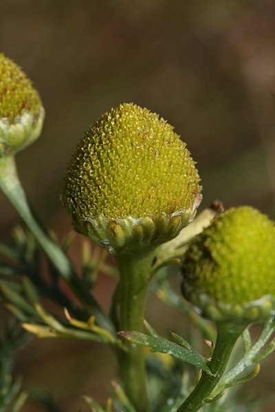 File:Matricaria discoidea 2630.JPG