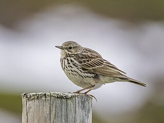 Meadow pipit Anthus pratensis