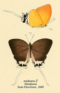 <i>Eooxylides meduana</i> Species of butterfly