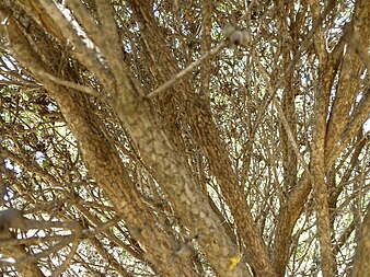 Bark Melaleuca huttensis (bark).JPG