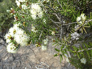 <i>Melaleuca pauperiflora</i> Species of flowering plant