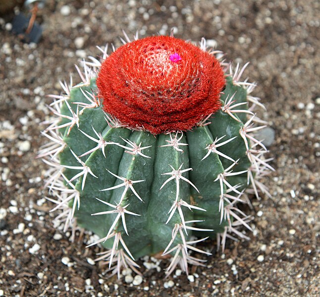 File:Melocactus zehntneri JB.jpg