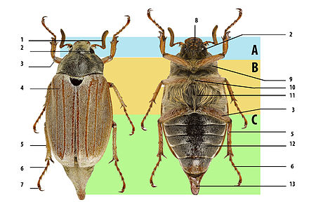 Beetle body structure, using cockchafer. A: head, B: thorax, C: abdomen. 1: antenna, 2: compound eye, 3: femur, 4: elytron (wing cover), 5: tibia, 6: tarsus, 7: claws, 8: mouthparts, 9: prothorax, 10: mesothorax, 11: metathorax, 12: abdominal sternites, 13: pygidium. Melolontha melolontha insect morphology.jpg