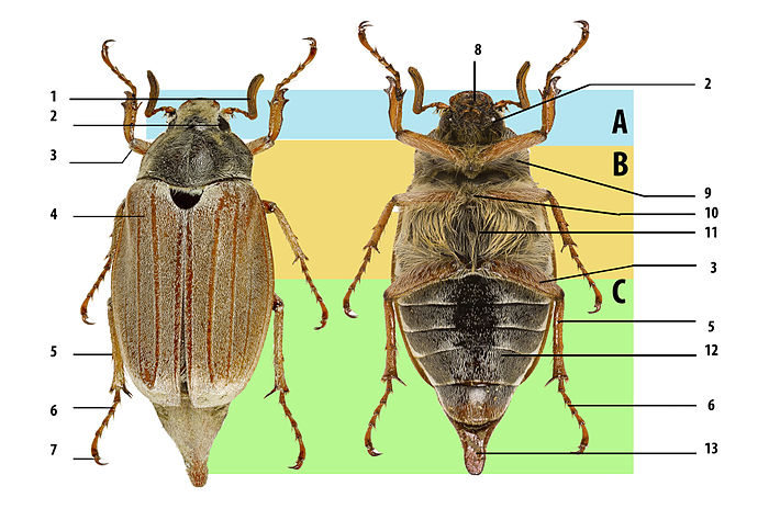 Жукнет сайт. Строение насекомых Майский Жук. Хрущ Майский строение. Брюшко жука строение. Внешнее строение майского жука.