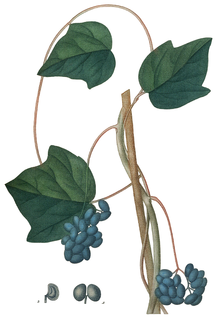 <i>Menispermum canadense</i> Species of plant