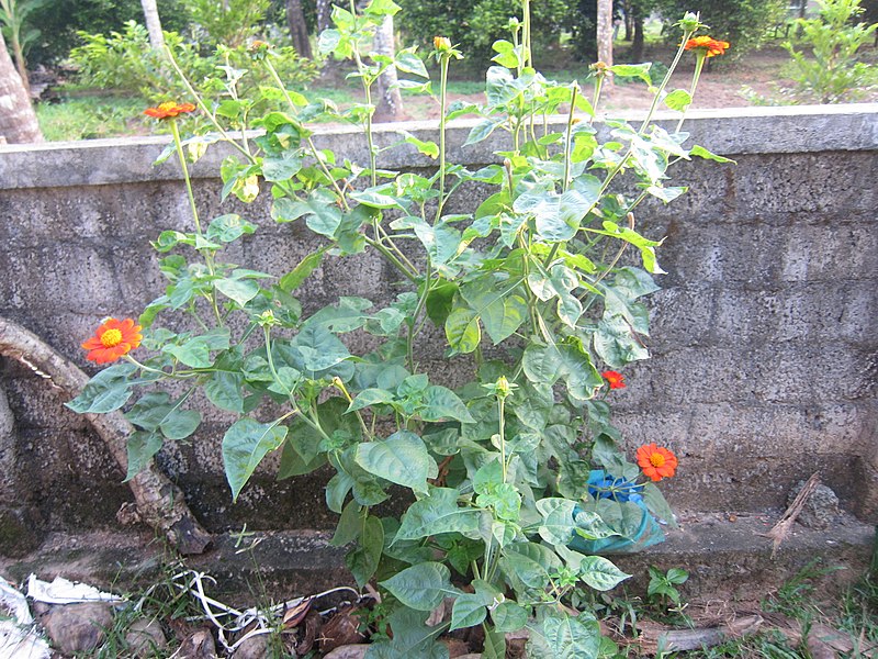 File:Mexican Sunflower - മെക്സിക്കൻ സൂര്യകാന്തി 05.jpg