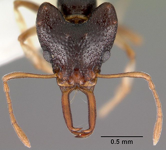 File:Microdaceton viriosum casent0102252 head 1.jpg