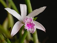 Cattleya lundii