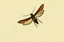 Microsphecia brosiformis.JPG