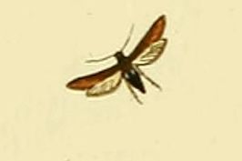 Microsphecia brosiformis