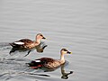 Migratory birds at Dhanas Lake, Chandigarh, India 04.jpg